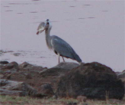 Grey Heron actually swallowed that fish